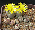 Нажмите на изображение для увеличения.

Название:	Lithops_dorotheae_C300.jpg
Просмотров:	157
Размер:	155.2 Кб
ID:	319937