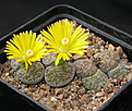 Нажмите на изображение для увеличения.

Название:	Lithops_lesliei_C341.jpg
Просмотров:	161
Размер:	131.8 Кб
ID:	319938