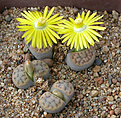 Нажмите на изображение для увеличения.

Название:	Lithops_schwantesii_C143B.jpg
Просмотров:	173
Размер:	180.7 Кб
ID:	319939