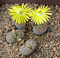 Нажмите на изображение для увеличения.

Название:	Lithops_schwantesii_C143B.jpg
Просмотров:	158
Размер:	180.7 Кб
ID:	319939