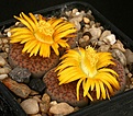 Нажмите на изображение для увеличения.

Название:	Lithops_fulviceps_C170_IMG_6940.jpg
Просмотров:	114
Размер:	119.5 Кб
ID:	319942