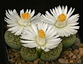 Нажмите на изображение для увеличения.

Название:	Lithops_fulviceps_cv_Aurea_C363_IMG_6947.jpg
Просмотров:	127
Размер:	118.4 Кб
ID:	319943