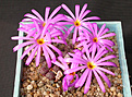 Нажмите на изображение для увеличения.

Название:	Conophytum_luckhoffii.jpg
Просмотров:	137
Размер:	131.8 Кб
ID:	319951