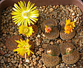 Нажмите на изображение для увеличения.

Название:	Lithops_aucampiae_C011.jpg
Просмотров:	128
Размер:	169.6 Кб
ID:	319955