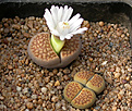 Нажмите на изображение для увеличения.

Название:	Lithops_hallii_C094.jpg
Просмотров:	136
Размер:	142.6 Кб
ID:	319956