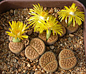 Нажмите на изображение для увеличения.

Название:	Lithops_hookeri_C340.jpg
Просмотров:	143
Размер:	164.9 Кб
ID:	319957
