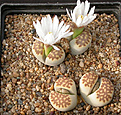 Нажмите на изображение для увеличения.

Название:	Lithops_julii_fulleri_brunnea_C179.jpg
Просмотров:	127
Размер:	179.4 Кб
ID:	319958