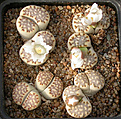Нажмите на изображение для увеличения.

Название:	Lithops_julii_fulleri_C319.jpg
Просмотров:	144
Размер:	170.1 Кб
ID:	319959