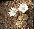 Нажмите на изображение для увеличения.

Название:	Lithops_julii_fulleri_C323.jpg
Просмотров:	142
Размер:	148.4 Кб
ID:	319960