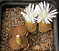 Нажмите на изображение для увеличения.

Название:	Lithops_lesliei_Albiflora.jpg
Просмотров:	140
Размер:	150.8 Кб
ID:	319962