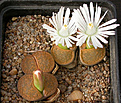 Нажмите на изображение для увеличения.

Название:	Lithops_lesliei_Albiflora.jpg
Просмотров:	121
Размер:	150.8 Кб
ID:	319962