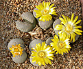 Нажмите на изображение для увеличения.

Название:	Lithops_otzeniana.jpg
Просмотров:	138
Размер:	175.2 Кб
ID:	319964