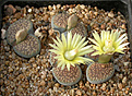 Нажмите на изображение для увеличения.

Название:	Lithops_verruculosa_C095.jpg
Просмотров:	169
Размер:	139.4 Кб
ID:	319965