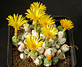 Нажмите на изображение для увеличения.

Название:	Conophytum_ectypum_tischleri.jpg
Просмотров:	170
Размер:	131.7 Кб
ID:	319972