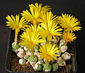 Нажмите на изображение для увеличения.

Название:	Conophytum_ectypum_tischleri.jpg
Просмотров:	157
Размер:	139.6 Кб
ID:	319980