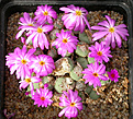 Нажмите на изображение для увеличения.

Название:	Conophytum_sellatum.jpg
Просмотров:	159
Размер:	168.9 Кб
ID:	319982
