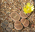 Нажмите на изображение для увеличения.

Название:	Lithops_aucampiae_euniceae_LMP4.jpg
Просмотров:	147
Размер:	157.1 Кб
ID:	319984