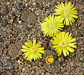 Нажмите на изображение для увеличения.

Название:	Lithops_bromfieldii_glaudinae_C382.jpg
Просмотров:	138
Размер:	180.6 Кб
ID:	319985