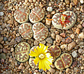 Нажмите на изображение для увеличения.

Название:	Lithops_dorotheae_C124.jpg
Просмотров:	155
Размер:	148.9 Кб
ID:	319986