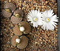 Нажмите на изображение для увеличения.

Название:	Lithops_hallii_C52.jpg
Просмотров:	148
Размер:	157.1 Кб
ID:	319987
