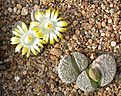 Нажмите на изображение для увеличения.

Название:	Lithops_herrei_C235.jpg
Просмотров:	146
Размер:	134.9 Кб
ID:	319989