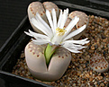 Нажмите на изображение для увеличения.

Название:	Lithops_julii_C062.jpg
Просмотров:	150
Размер:	94.6 Кб
ID:	319990