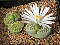 Нажмите на изображение для увеличения.

Название:	Lithops_julii_Fullergreen.jpg
Просмотров:	142
Размер:	125.5 Кб
ID:	319991
