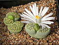 Нажмите на изображение для увеличения.

Название:	Lithops_julii_Fullergreen.jpg
Просмотров:	125
Размер:	125.5 Кб
ID:	319991