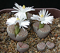 Нажмите на изображение для увеличения.

Название:	Lithops_julii_fulleri.jpg
Просмотров:	126
Размер:	126.1 Кб
ID:	319992