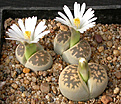 Нажмите на изображение для увеличения.

Название:	Lithops_karasmontana_bella_C143A.jpg
Просмотров:	139
Размер:	141.9 Кб
ID:	319993