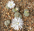 Нажмите на изображение для увеличения.

Название:	Lithops_salicola_C037.jpg
Просмотров:	157
Размер:	161.7 Кб
ID:	319994