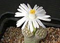 Нажмите на изображение для увеличения.

Название:	Lithops_salicola_C086.jpg
Просмотров:	148
Размер:	86.4 Кб
ID:	319995