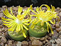 Нажмите на изображение для увеличения.

Название:	Lithops_bromfieldii_Sulphurea.jpg
Просмотров:	130
Размер:	123.2 Кб
ID:	319999