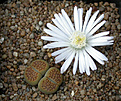 Нажмите на изображение для увеличения.

Название:	Lithops_halli_C094.jpg
Просмотров:	132
Размер:	131.8 Кб
ID:	320000