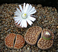Нажмите на изображение для увеличения.

Название:	Lithops_hallii_ochracea_C303.jpg
Просмотров:	140
Размер:	124.6 Кб
ID:	320001