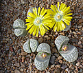 Нажмите на изображение для увеличения.

Название:	Lithops_helmutii_PV1039.jpg
Просмотров:	129
Размер:	177.0 Кб
ID:	320002