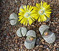 Нажмите на изображение для увеличения.

Название:	Lithops_helmutii_PV1039.jpg
Просмотров:	115
Размер:	177.0 Кб
ID:	320002