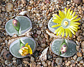 Нажмите на изображение для увеличения.

Название:	Lithops_olivacea_PV986.jpg
Просмотров:	132
Размер:	167.4 Кб
ID:	320003