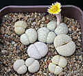 Нажмите на изображение для увеличения.

Название:	Lithops_vallis_mariae_C238.jpg
Просмотров:	137
Размер:	156.8 Кб
ID:	320004