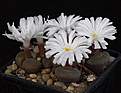 Нажмите на изображение для увеличения.

Название:	Conophytum_sp_IMG_7234.jpg
Просмотров:	131
Размер:	81.0 Кб
ID:	320007