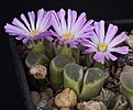 Нажмите на изображение для увеличения.

Название:	Conophytum_longum_IMG_7246.jpg
Просмотров:	129
Размер:	102.2 Кб
ID:	320008