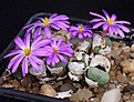 Нажмите на изображение для увеличения.

Название:	Conophytum_minutum_IMG_7250.jpg
Просмотров:	115
Размер:	106.3 Кб
ID:	320009