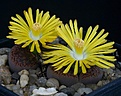 Нажмите на изображение для увеличения.

Название:	Lithops_aucampiae_C334_IMG_7257.jpg
Просмотров:	129
Размер:	95.3 Кб
ID:	320011