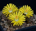 Нажмите на изображение для увеличения.

Название:	Lithops_bromfieldii_v_glaudinae_C116_IMG_7261.jpg
Просмотров:	123
Размер:	97.4 Кб
ID:	320012