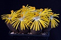 Нажмите на изображение для увеличения.

Название:	Lithops_bromfieldii_v_mennellii_IMG_6963.jpg
Просмотров:	128
Размер:	77.1 Кб
ID:	320013