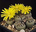 Нажмите на изображение для увеличения.

Название:	Lithops_dorotheae_IMG_7274.jpg
Просмотров:	121
Размер:	110.5 Кб
ID:	320014