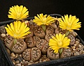 Нажмите на изображение для увеличения.

Название:	Lithops_gesinae_IMG_7281.jpg
Просмотров:	140
Размер:	115.0 Кб
ID:	320015