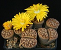 Нажмите на изображение для увеличения.

Название:	Lithops_gesinae_v_annae_C78_IMG_6983.jpg
Просмотров:	110
Размер:	98.1 Кб
ID:	320016