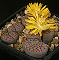 Нажмите на изображение для увеличения.

Название:	Lithops_schwantesii_v_rugosa_IMG_7284.jpg
Просмотров:	114
Размер:	112.6 Кб
ID:	320017