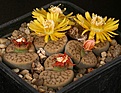 Нажмите на изображение для увеличения.

Название:	Lithops_schwantesii_Unic_IMG_7292.jpg
Просмотров:	137
Размер:	113.9 Кб
ID:	320018